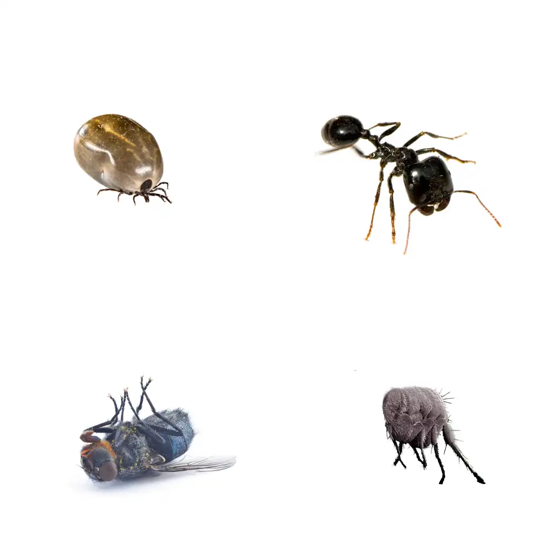 PanAgro, Pancid Turbo, Insekticid i lëngshëm, 100 ml