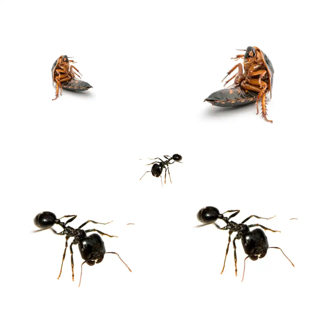 PanAgro, Pancid Plus, Insekticid i lëngshëm, 50 ml