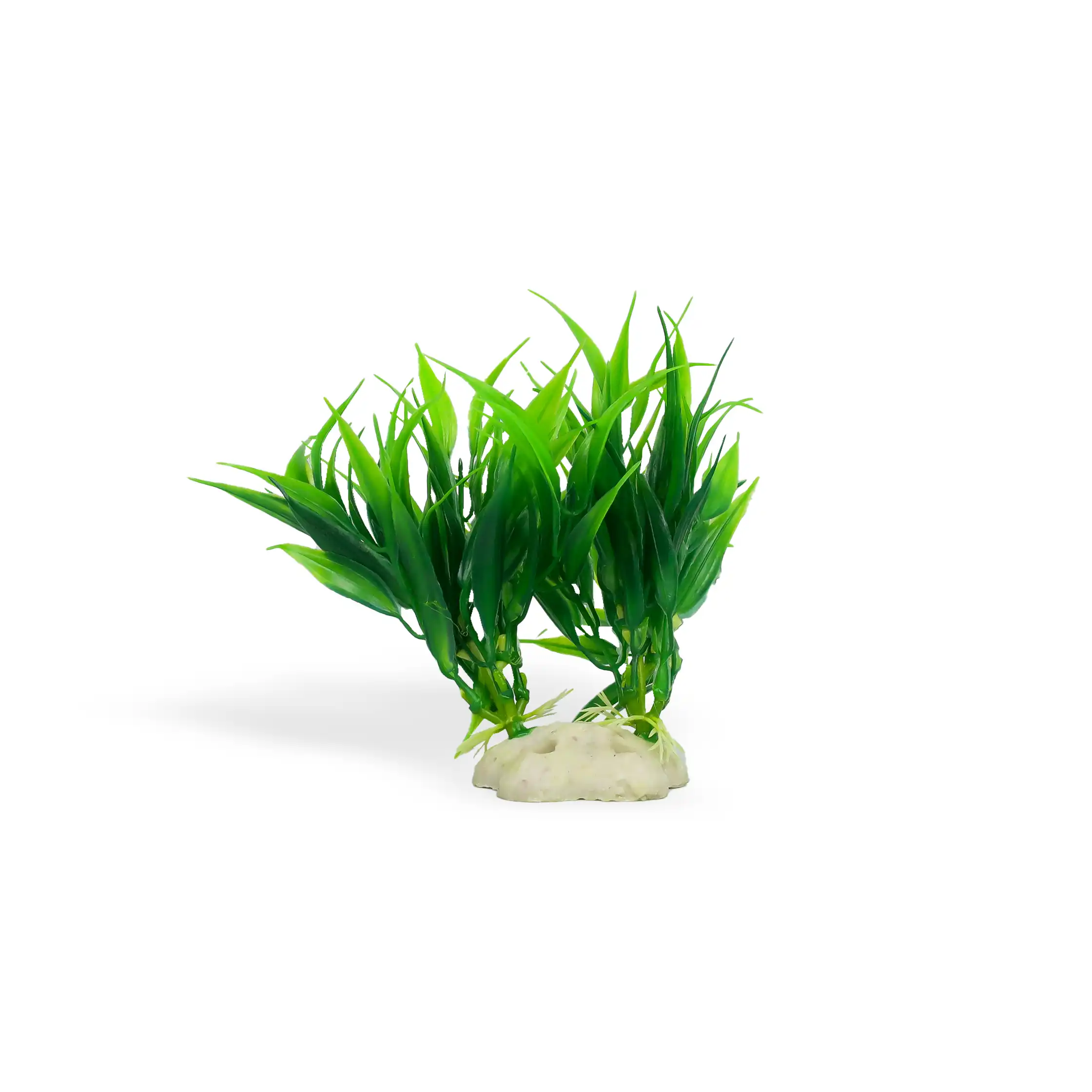 Akua, Bimë dekoruese për akuarium